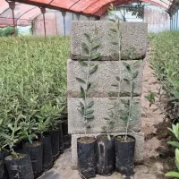 فروش نهال گلابی خرمالو پسته عناب سنجد سیب شمشاد|خدمات باغبانی و درختکاری|صفادشت, |دیوار