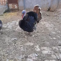 بوقلمون