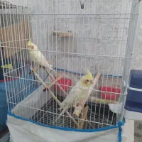 طوطی عروس هلندی