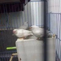 فنچ زبرا|پرنده|خرمشهر, |دیوار