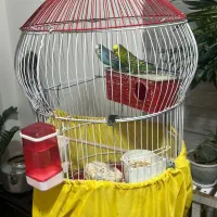 مرغ عشق مولد