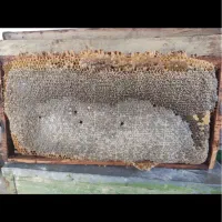 عسل طبیعی|خوردنی و آشامیدنی|نقده, |دیوار