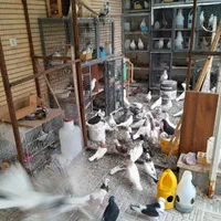 کبوتر تزئینی و پرشی|پرنده|سمنان, |دیوار