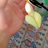 جوجه طوطی برزیلی|پرنده|اهواز, بهارستان|دیوار