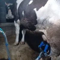 دستگاه شیر دوش کم کار