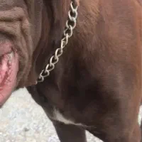 سگ کن کورسو ۸ ماهه نر|سگ|چالوس, |دیوار