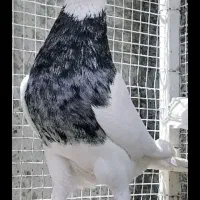 طوقی کرمانشاهی درجه یک