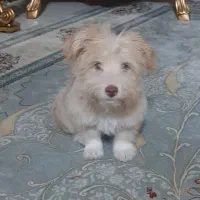 جهت واگذاری