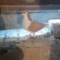 ساده ماده|پرنده|تایباد, |دیوار