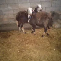 دو عد بره ماده درجه یک