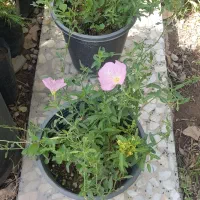 گیاه مغربی صورتی (اونترا)|گل و گیاه طبیعی|تهران, عباس‌آباد|دیوار