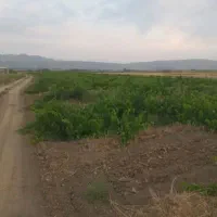 باغ انگور و زمین کشاورزی