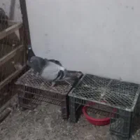 کبوتر|پرنده|نقده, |دیوار