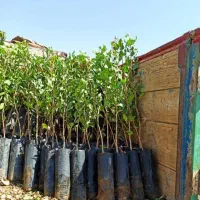 فروش نهال پسته