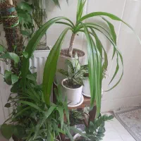 به علت کمبود جا|گل و گیاه طبیعی|یزد, |دیوار
