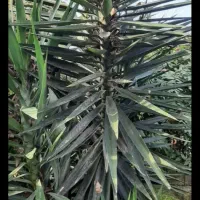 گل یوکا تنه دار بزرگ