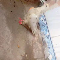 کبوتر ۳عدد معاوضه