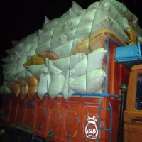 فروش انواع کاه باقیمت مناسب گیلوی یاشلیفی باسرویس|خدمات باغبانی و درختکاری|سوری, |دیوار