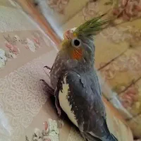 جوجه عروس هلندی|پرنده|اصفهان, شهرک کاوه|دیوار