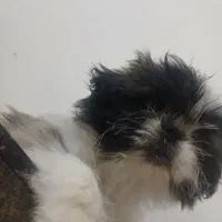 سگ پاکوتاه سایز کوچک|سگ|کاشان, امیرکبیر|دیوار