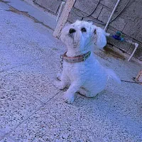 فروشی از نژاد شیتزو