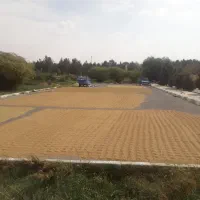 برنج لنجان،سده لنجان