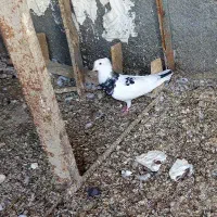 کبوتر عالی خوش خال|پرنده|کلاله, |دیوار