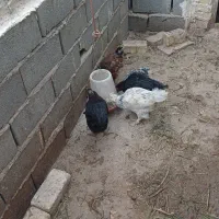 مرغ وجوجه|حیوانات مزرعه|آران و بیدگل, |دیوار