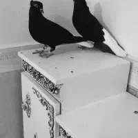 سلام دوستان|پرنده|کرخه, |دیوار