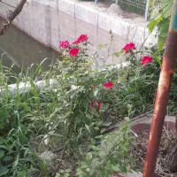 فروش-ویلا