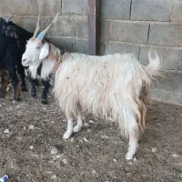 4بز و 1چپش نر بی