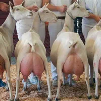 آموزش پرورش بز سانن و بز مورسیا