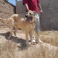ماده سراب