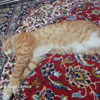 گربه پیدا شده