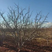 هرس‌‌‌درخت|خدمات باغبانی و درختکاری|مرند, |دیوار