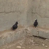 کبوتر حبشی|پرنده|بهبهان, |دیوار