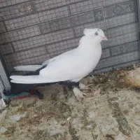 کبوتر
