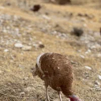 بوقلمون|حیوانات مزرعه|سرپل ذهاب, |دیوار