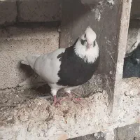 کبوتر|پرنده|برازجان, |دیوار