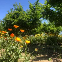 فروش باغچه سند دار به متراژ ۴۶۷ متر