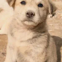 توله سگ|سگ|بیرجند, |دیوار