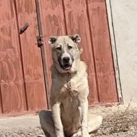 سگ توله ماده سرابی 6 ماهه