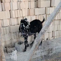 بز نر دورگ پنجاب