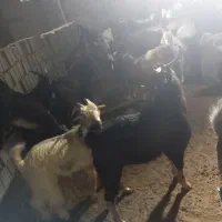 کهره|حیوانات مزرعه|شبانکاره, |دیوار