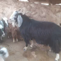سابرین جوان ۳ خط