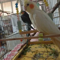 پرنده گمشده