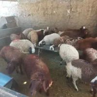 گوسفندزنده