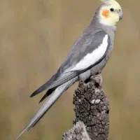 پیدا شده عروس