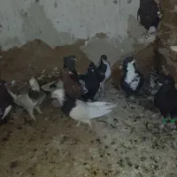 کبوتر بهبهانی شهری و طوقی|پرنده|شیراز, آبیاری|دیوار