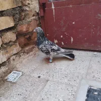 کفتر|پرنده|کاشمر, |دیوار